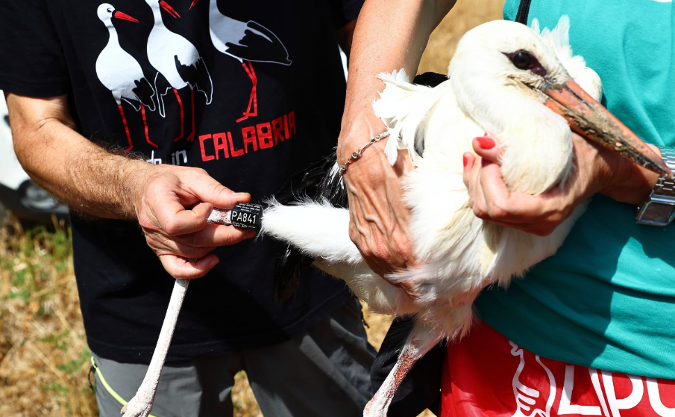 Cicogna bianca, record nel Cosentino: 112 nuovi nati e 38 coppie nel 2026 53 LIPU campagna cicogna 03