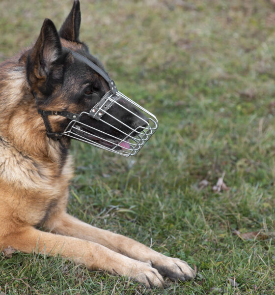 Rende, scatta l'obbligo di museruola e guinzaglio per i cani di grossa taglia e razze potenzialmente pericolose 56 obbligo di museruola e guinzaglio