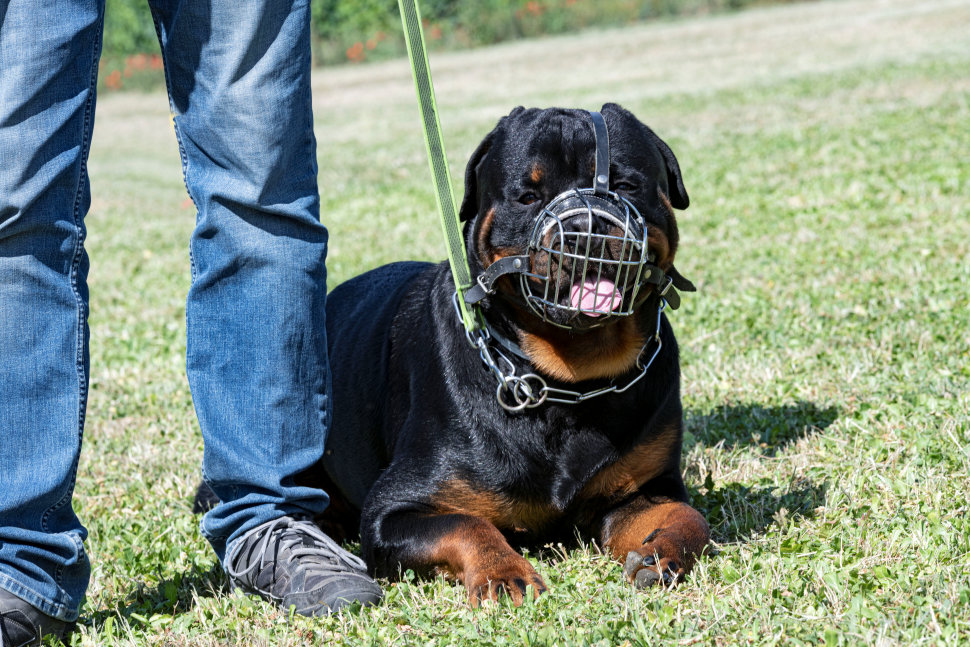 Museruola Cane rottweiler