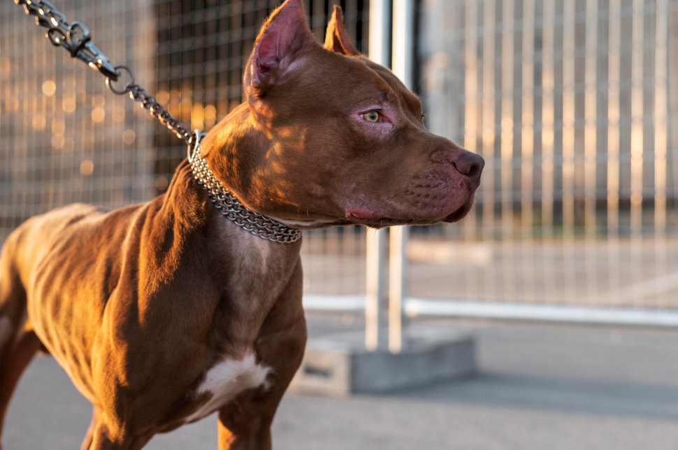 Pitbull