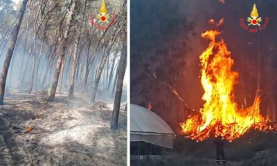 pineta_fiamme