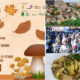 Sagra del Fungo 2026 56 edizione