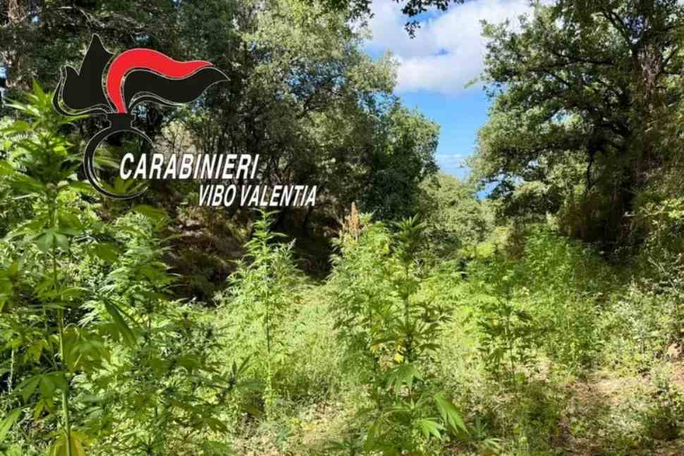 Sequestrata una piantagione di cannabis, 2 persone denunciate 51 piantagione di cannabis