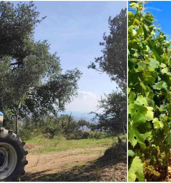 Nuovi fondi per imprese agricole e per il settore vitivinicolo: dalla Regione oltre 10,8 milioni di euro 56 fondi