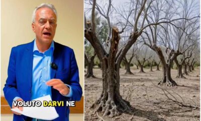 Xylella_Calabria