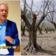 La Xylella arriva anche in Calabria: individuato un primo focolaio. Gallo: «Interverremo, pubblicato il decreto» 52 Xylella_Calabria