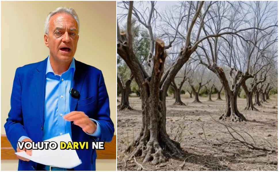 Xylella_Calabria