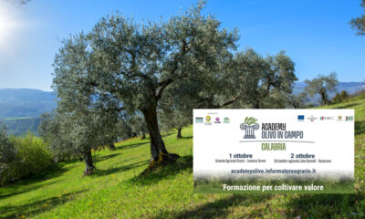 Academy olivo in Campo Calabria