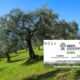 «Academy Olivo in Campo Calabria»: 2 giorni tra innovazione, strategie, mercato e le nuove sfide dell’olivicoltura calabrese 62 Academy olivo in Campo Calabria