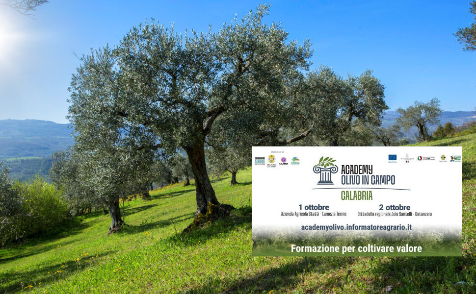 Academy olivo in Campo Calabria