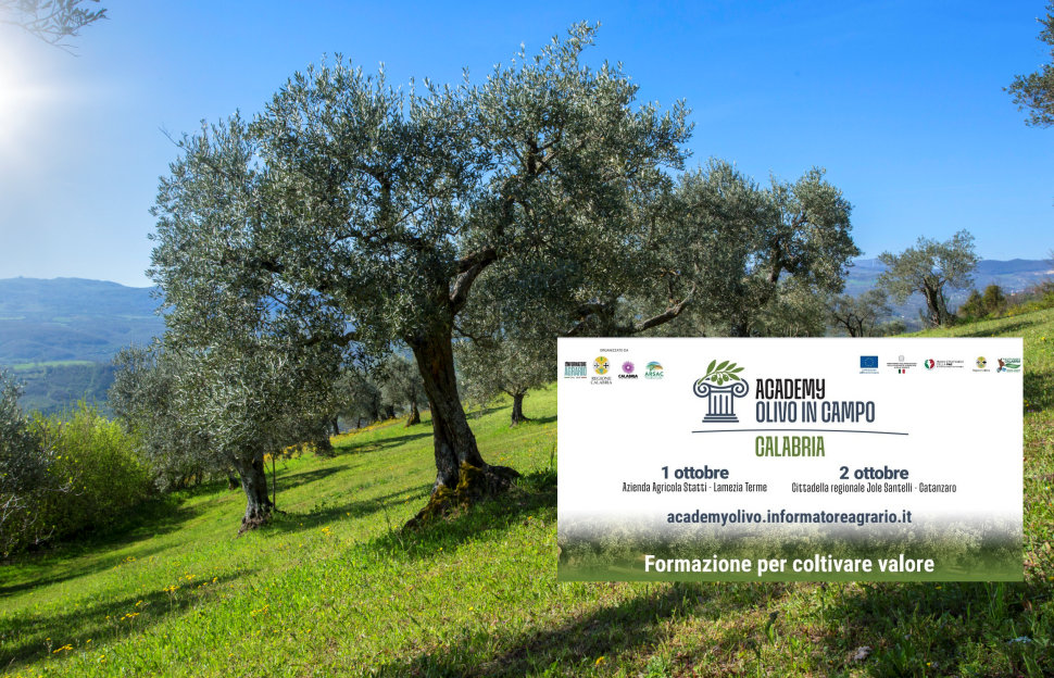 «Academy Olivo in Campo Calabria»: 2 giorni tra innovazione, strategie, mercato e le nuove sfide dell’olivicoltura calabrese 223 Academy olivo in Campo Calabria