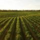 Calabria, 3 milioni per l’innovazione in agricoltura: la sfida passa dalla ricerca alle imprese 56 agricoltura innovazione