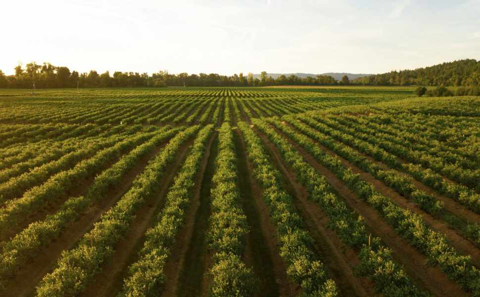 agricoltura innovazione