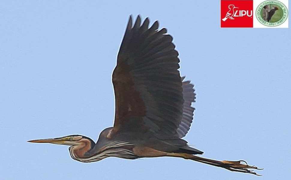 La Sila svela il suo tesoro nascosto: Congi racconta la straordinaria biodiversità di "Un bosco che canta" 54 airone rosso congi