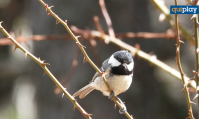 Giganti della Sila: censite 60 specie di uccelli nidificanti. Il risultato dello studio “Un bosco che canta”
