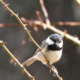 Giganti della Sila: censite 60 specie di uccelli nidificanti. Il risultato dello studio “Un bosco che canta” 55 Giganti della Sila: censite 60 specie di uccelli nidificanti. Il risultato dello studio “Un bosco che canta”