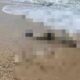 Shock a Marina di Gioiosa: le onde trascinano a riva un cadavere 52 cadavere-spiaggia-marina-di-gioiosa-ionica