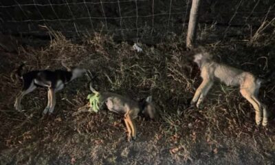 cani cutro inchiesta