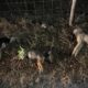 cani cutro inchiesta