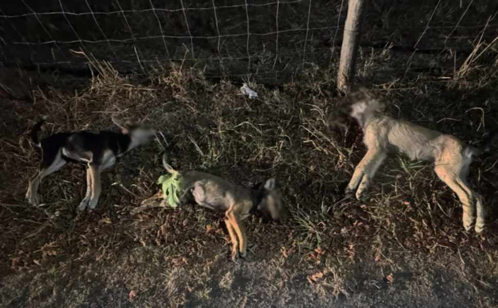 cani cutro inchiesta