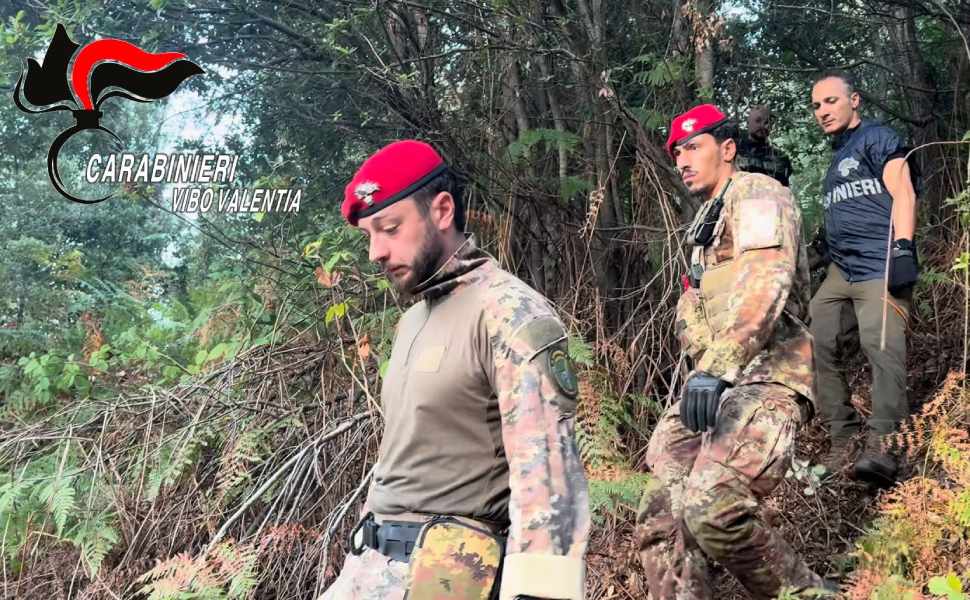 Scoperta una piantagione di marijuana in un'area impervia, 550 piante alte fino a 2 metri 52 carabinieri piantagione san giovanni di gerace 01