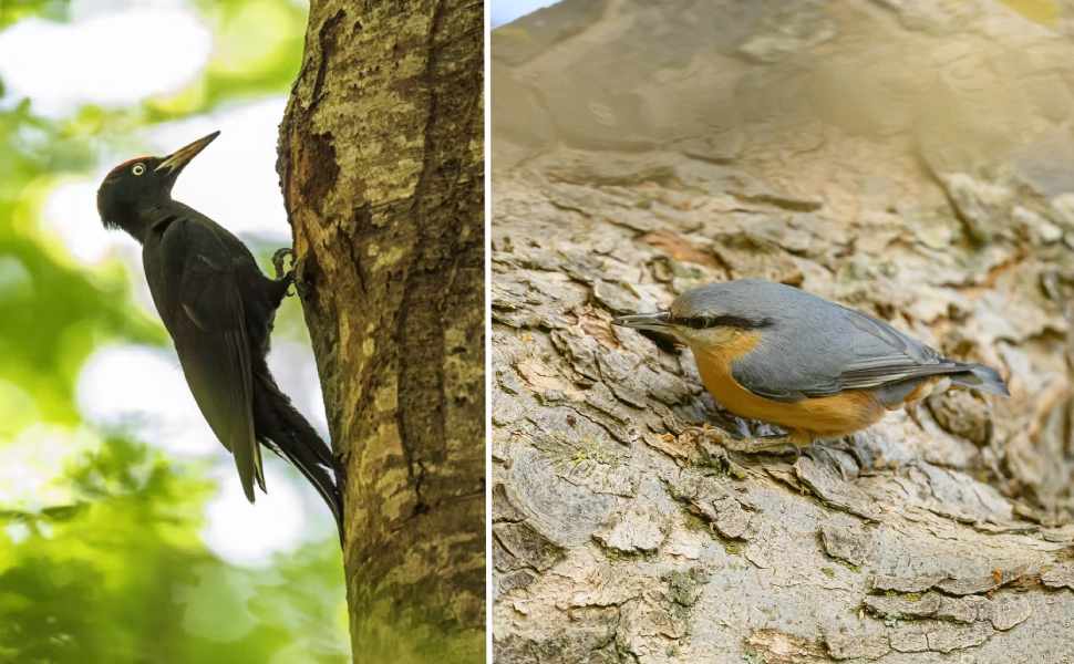 La Sila svela il suo tesoro nascosto: Congi racconta la straordinaria biodiversità di "Un bosco che canta" 52 congi bosco che canta 02