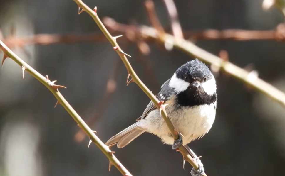 La Sila svela il suo tesoro nascosto: Congi racconta la straordinaria biodiversità di "Un bosco che canta" 53 congi bosco che canta 03