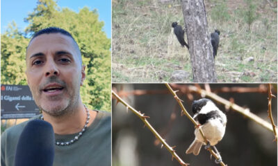 congi bosco che canta