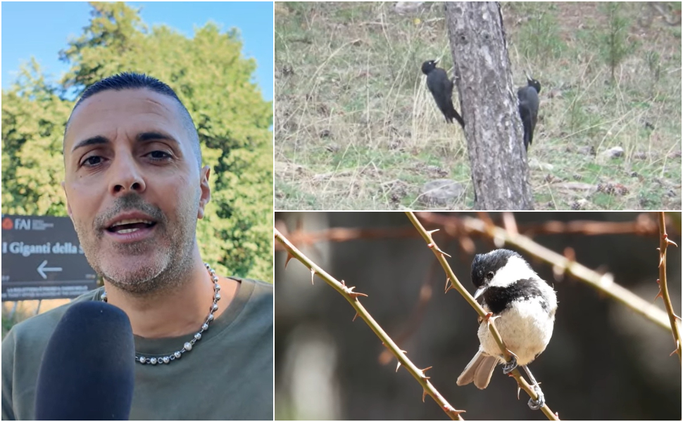 La Sila svela il suo tesoro nascosto: Congi racconta la straordinaria biodiversità di "Un bosco che canta" 51 congi bosco che canta
