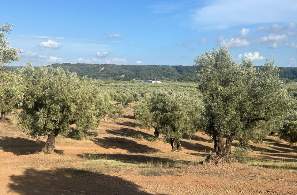 «Academy Olivo in Campo Calabria»: 2 giorni tra innovazione, strategie, mercato e le nuove sfide dell’olivicoltura calabrese 52 foto uliveto calabrese 2