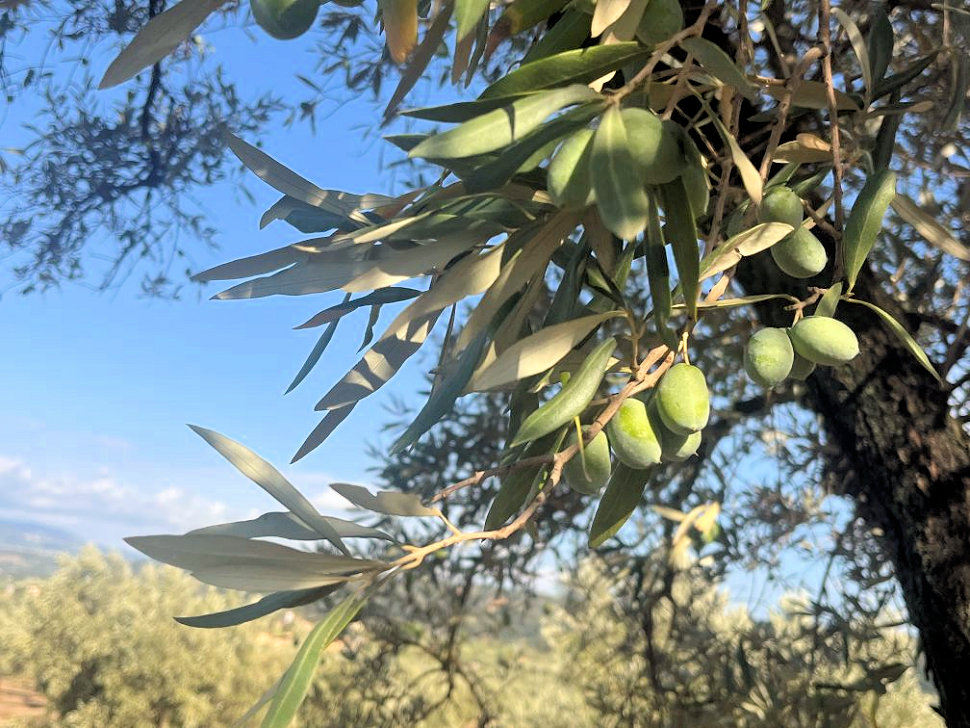 «Academy Olivo in Campo Calabria»: 2 giorni tra innovazione, strategie, mercato e le nuove sfide dell’olivicoltura calabrese 55 foto uliveto calabrese 3