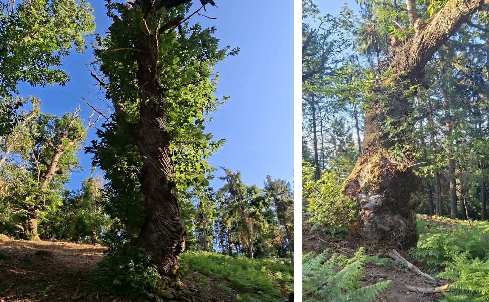Castagni monumentali di Cozzo del Pesco, WWF a Calabria Verde: «prima la salute dei patriarchi» 52 giganti cozzo del pesco - wwf 01
