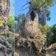 Castagni monumentali di Cozzo del Pesco, WWF a Calabria Verde: «prima la salute dei patriarchi» 52 giganti cozzo del pesco - wwf 02