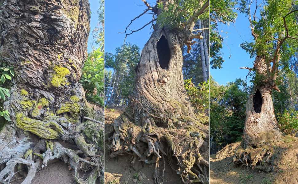 Castagni monumentali di Cozzo del Pesco, WWF a Calabria Verde: «prima la salute dei patriarchi» 51 giganti cozzo del pesco - wwf 02