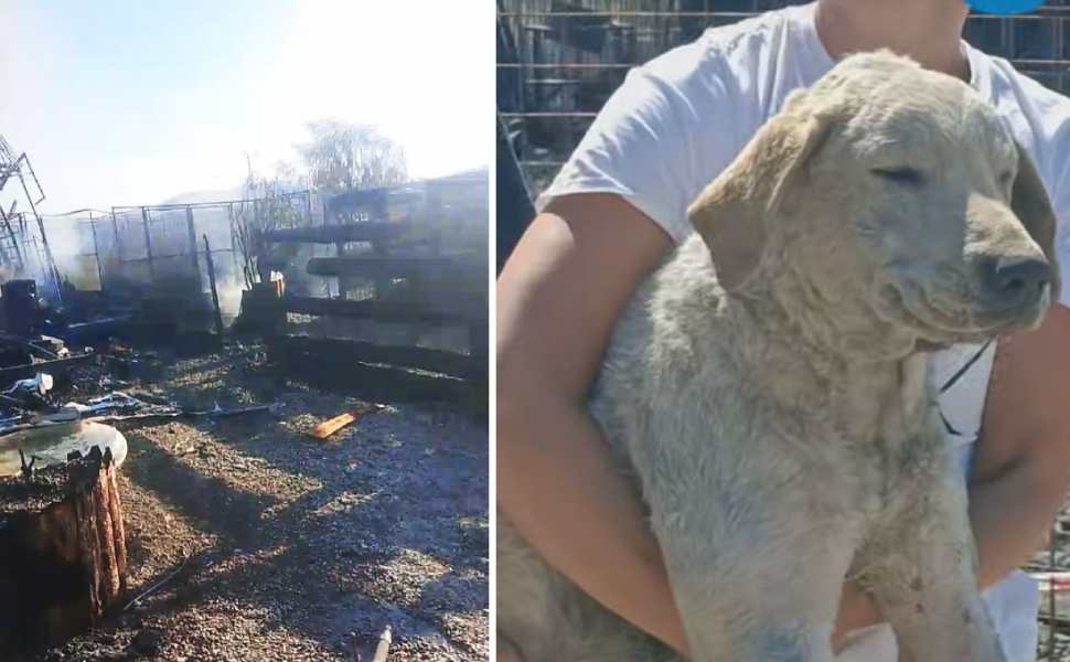 Indagare sull'incendio all’Oasi Argo: “aiutiamo i cani a trovare una casa”. Parte una raccolta fondi 52 incendio oasi argo 01