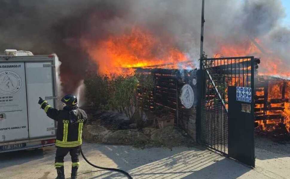 Indagare sull'incendio all’Oasi Argo: “aiutiamo i cani a trovare una casa”. Parte una raccolta fondi 53 incendio oasi argo 03