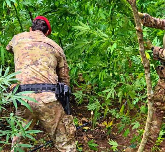 Scoperta maxi piantagione nelle Preserre calabresi: 300 piante di cannabis da oltre 2 milioni 56 piantagione-cannabis-locride-carabinieri.jpg