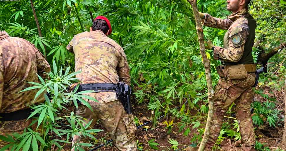Scoperta maxi piantagione nelle Preserre calabresi: 300 piante di cannabis da oltre 2 milioni 213 piantagione-cannabis-locride-carabinieri.jpg
