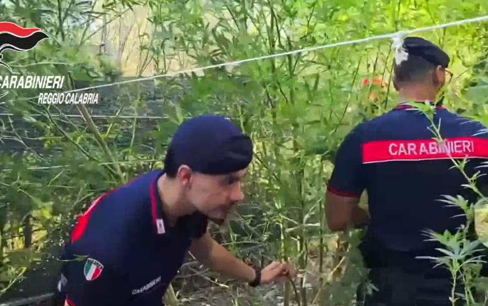 piantagioni marijuana reggio carab 01