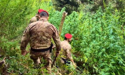 piantagioni marijuana reggio carab 02