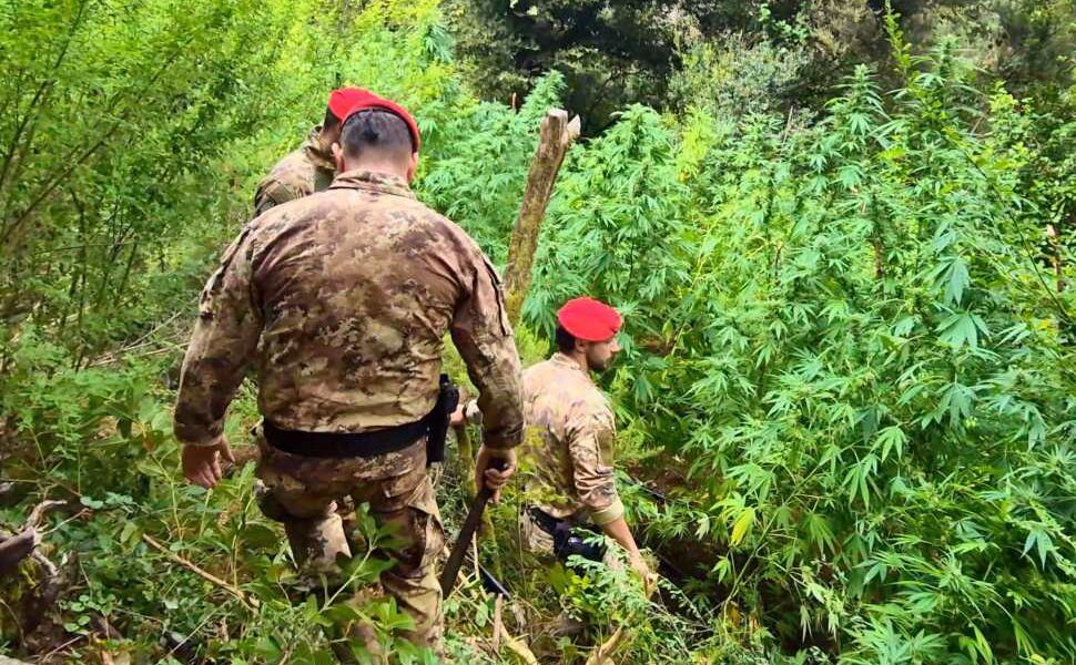 piantagioni marijuana reggio carab 02