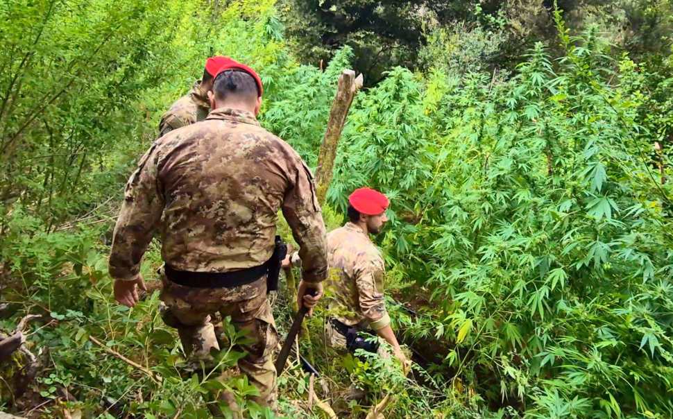 piantagioni marijuana reggio carab 02