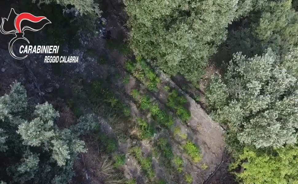 piantagioni marijuana reggio carab 03