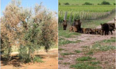 xylella e cinghiali - filomena greco 01