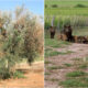 xylella e cinghiali - filomena greco 01