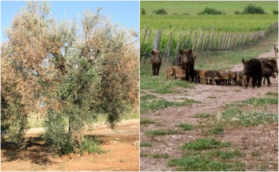 xylella e cinghiali - filomena greco 01