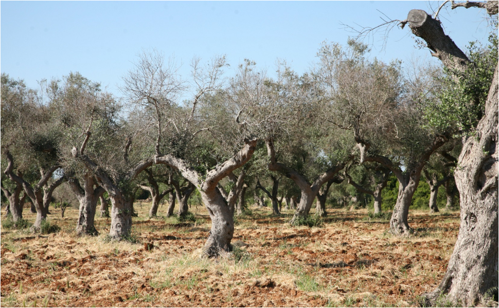 Xylella e cinghiali, due emergenze: Greco chiede sedute urgenti in Commissione 52 xylella - filomena greco