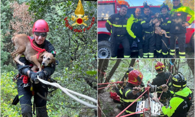 Cane intrappolato Cirò 01