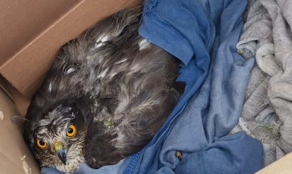 Falco in difficoltà salvato da un cacciatore: il volo della libertà nel giorno del suo compleanno 52 Falco salvato 2