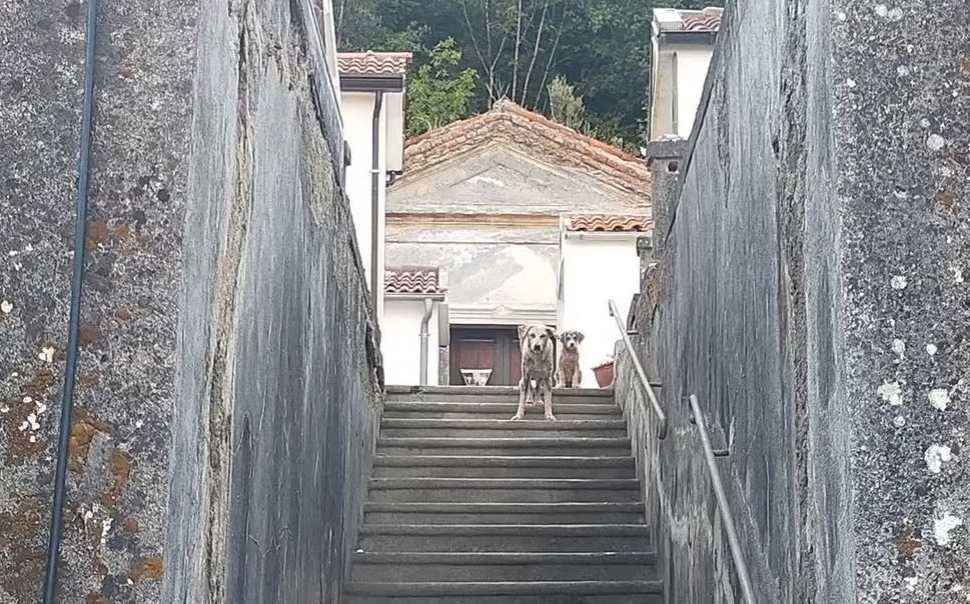 Randagismo a Orsomarso, è scontro: chiesto un Consiglio comunale straordinario 52 Isola ecologica Orsomarso randagismo 02